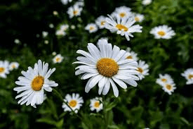 گل بابونه (Chamomile)
