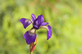 گل زنبق (Iris)