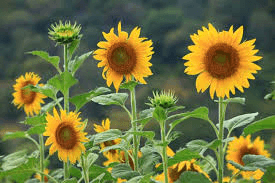 گل آفتابگردان (Sunflower)