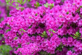 گل آزالیا (Azalea)