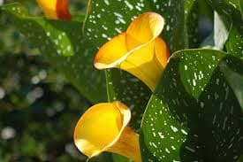 گل شیپوری (Calla Lily)