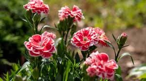 گل میخک (Carnation)