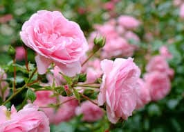 گل رز (Rose)