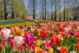 گل لاله (Tulip)