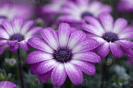 گل مینا (Daisy)